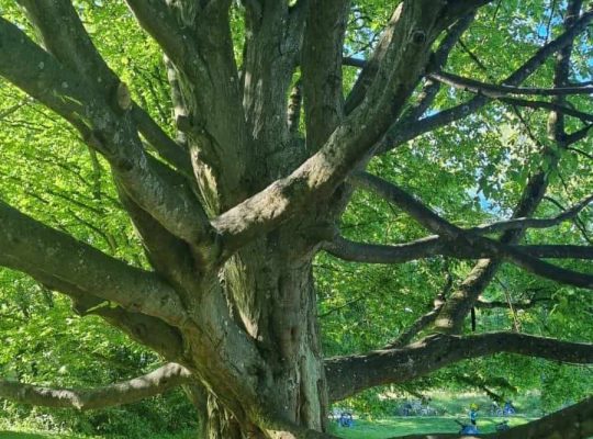 Spielplatz Hörlepark - Baum