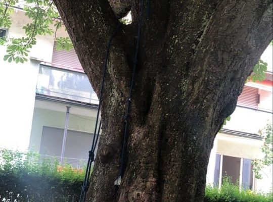 Spielplatz Sankt-Gebhard-Platz - Baum